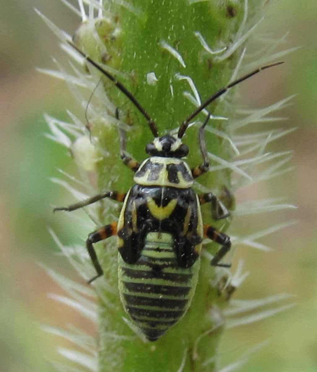 Brachycoleus decolor last instar nymph - Istanbul (Turchia)